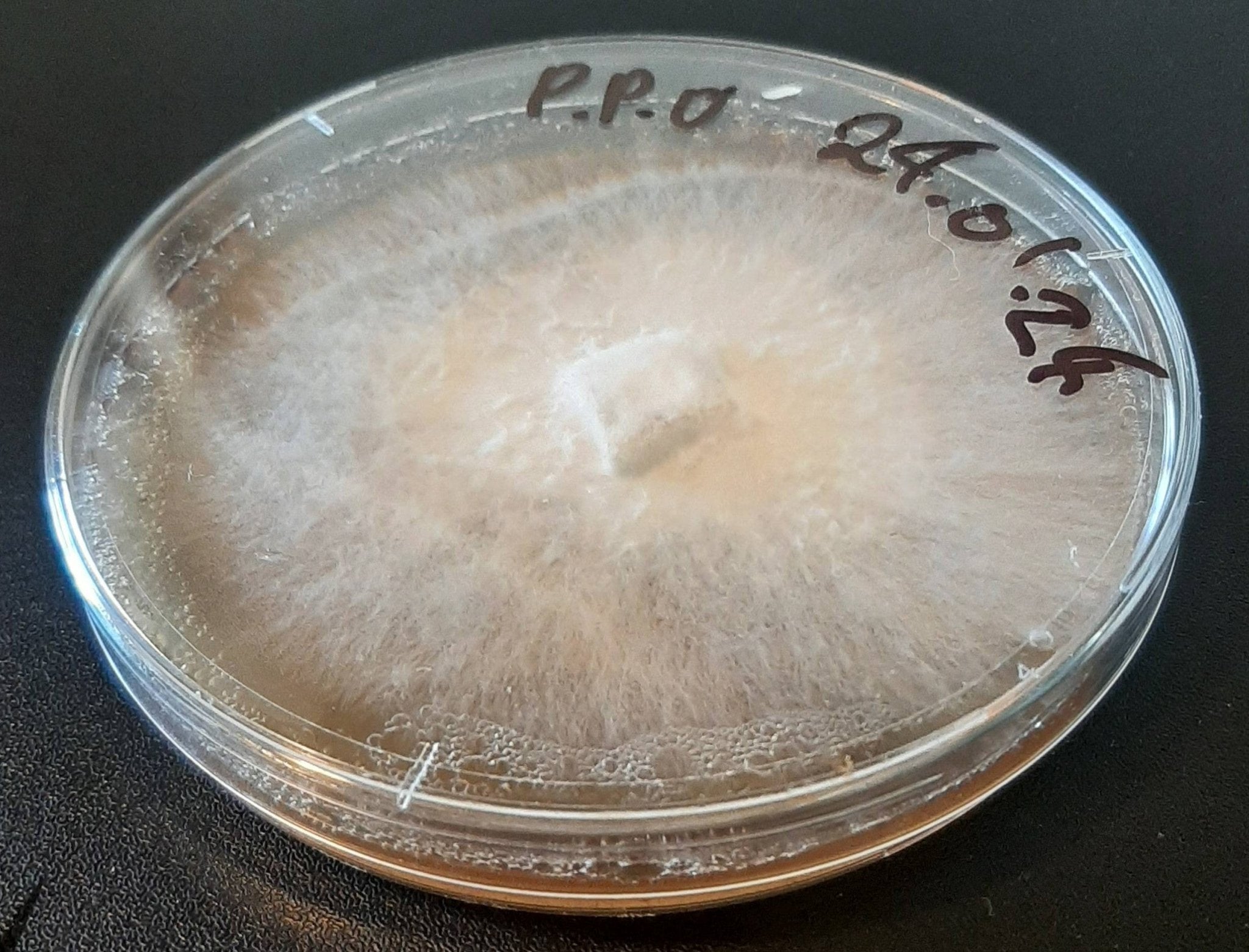 General information for new growers â The Mushroom Smith