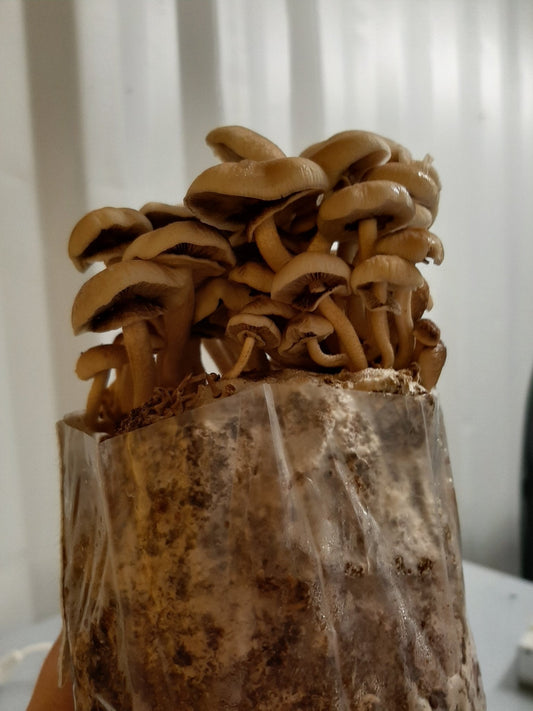 Advanced Mushroom Grow Kit - Tawaka - The Mushroom Smith