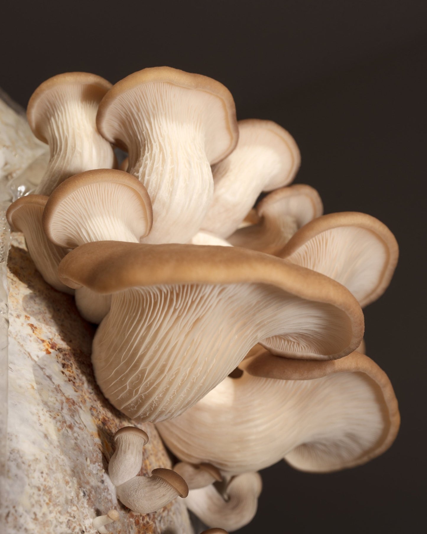 DIY Phoenix Oyster Grow Kit - Mushrooms half way through development