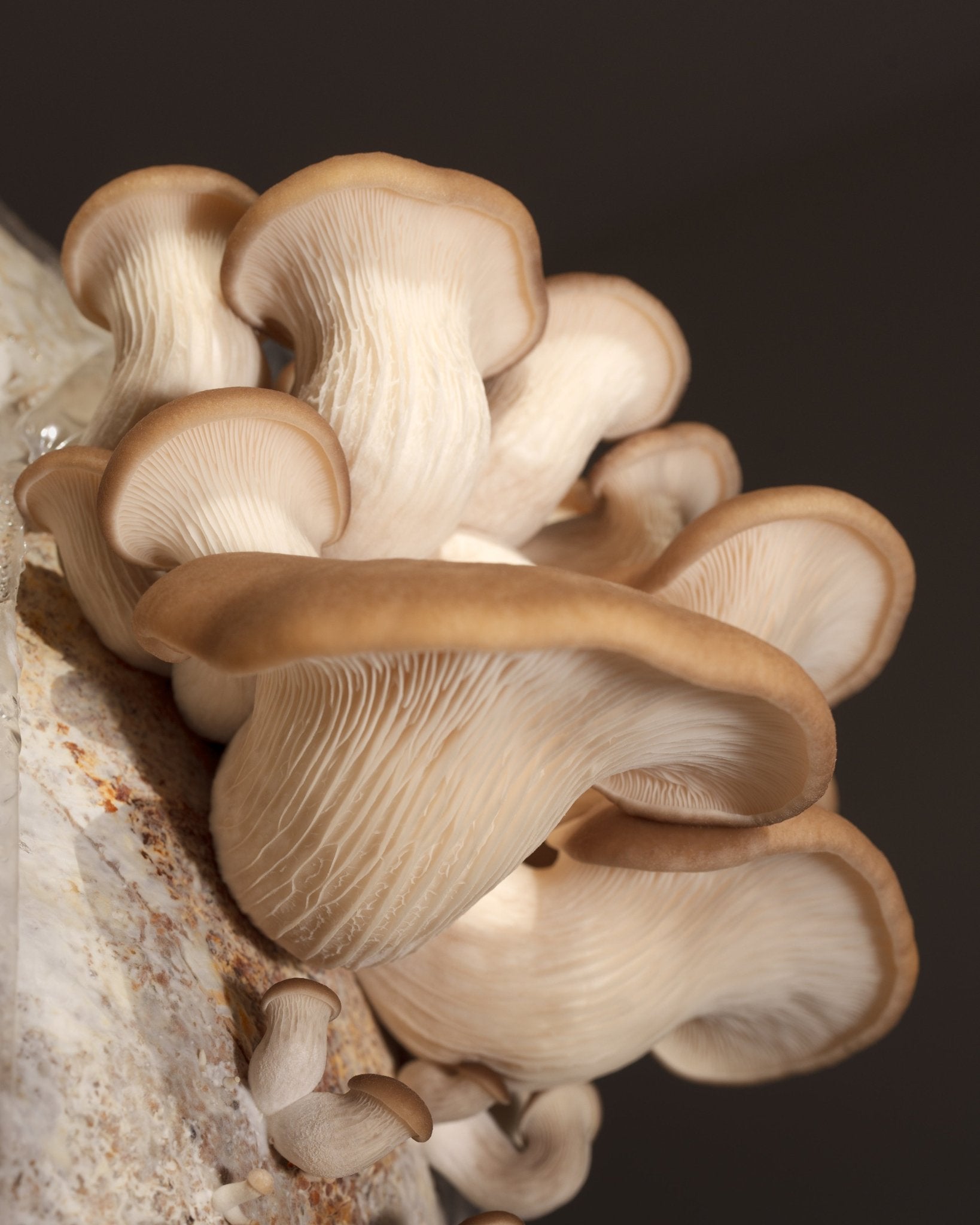 DIY Phoenix Oyster Grow Kit - Mushrooms half way through development