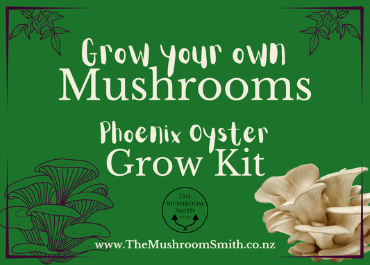 Easy Grow Kit - Oyster Mushrooms - The Mushroom Smith