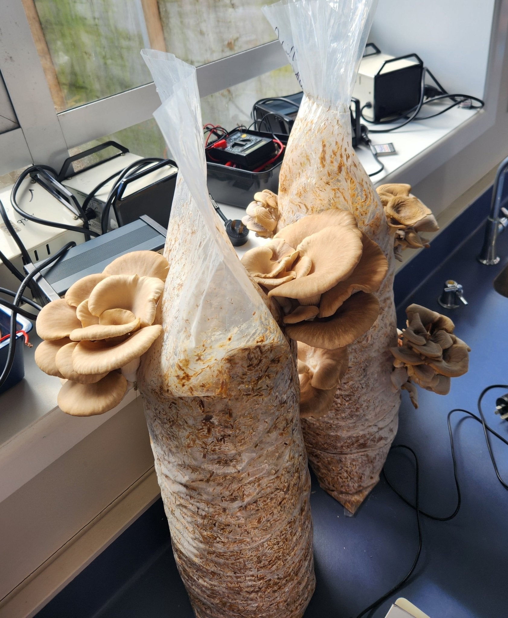 DIY Phoenix Oyster grow kits ready to harvest