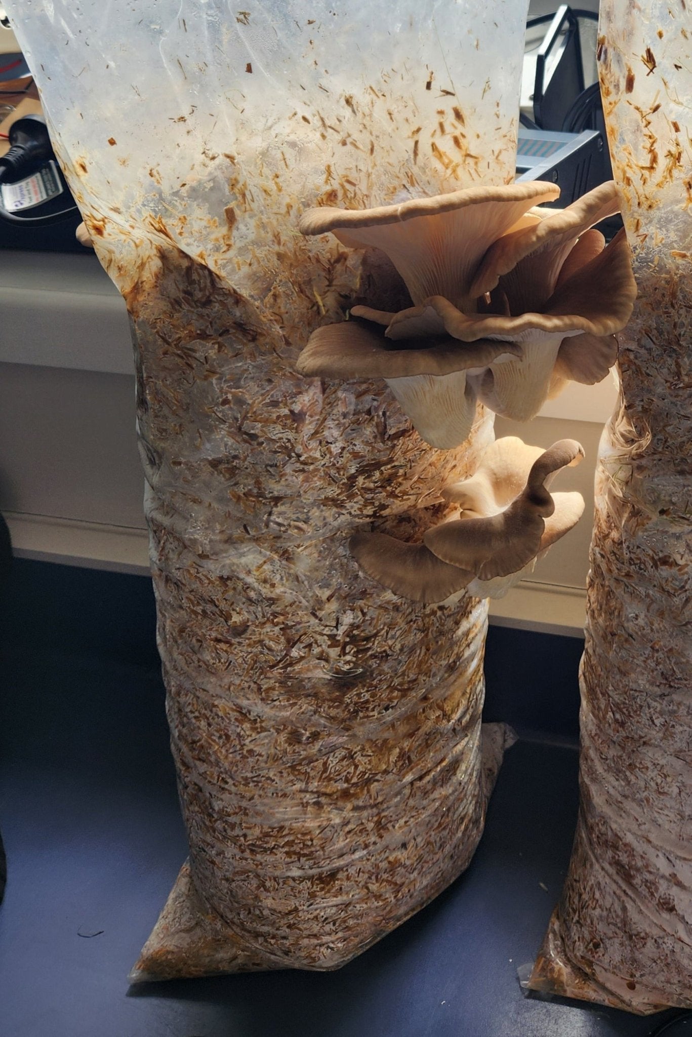 Side shot of ready to harvest Phoenix Oyster mushrooms