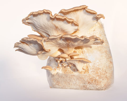 EcoFest 2025: All About Phoenix Oyster Mushrooms - Kaipatiki - The Mushroom Smith