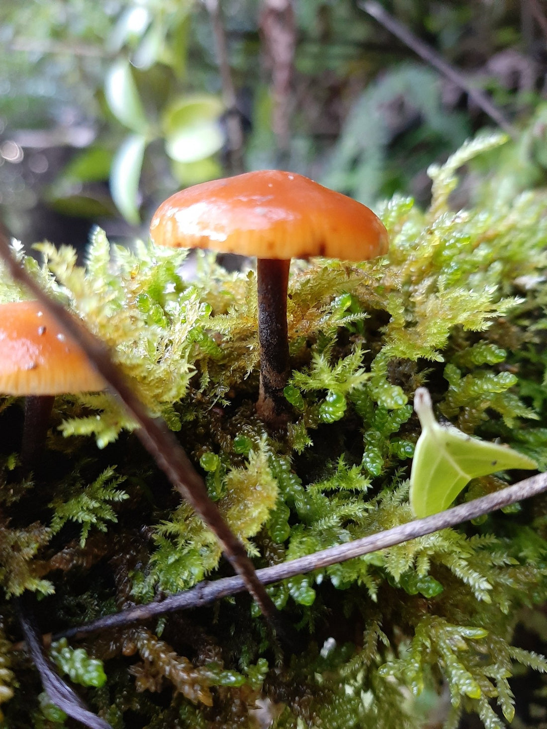 EcoFest 2025: Ask a Mycologist: Mushroom Foraging and ID - The Mushroom Smith