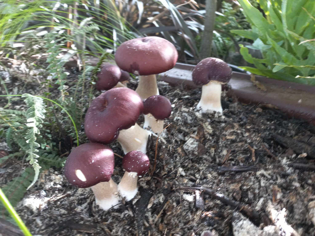 EcoFest Workshops! - The Mushroom Smith