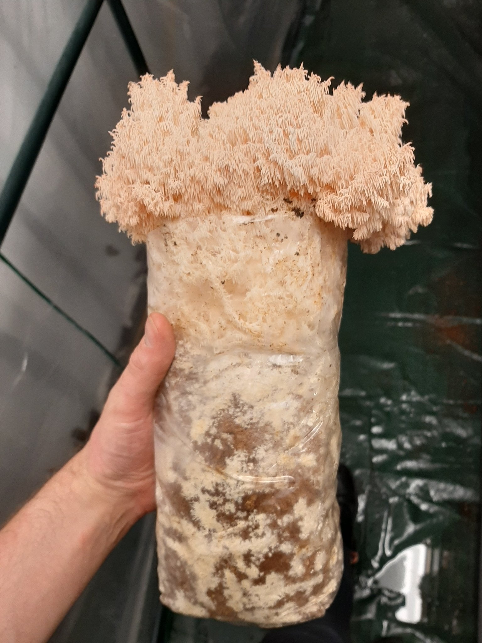 Advanced Mushroom Grow Kit - Pekepekekiore - The Mushroom Smith