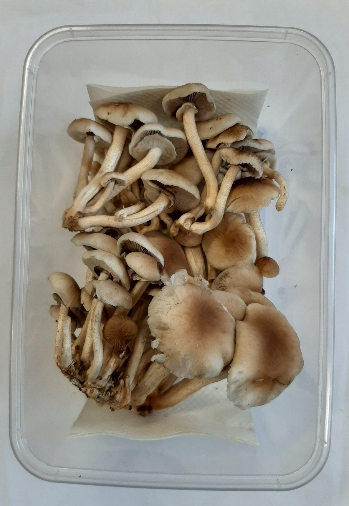 Advanced Mushroom Grow Kit - Tawaka - The Mushroom Smith