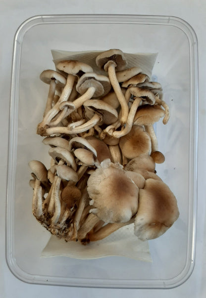 Advanced Mushroom Grow Kit - Tawaka - The Mushroom Smith