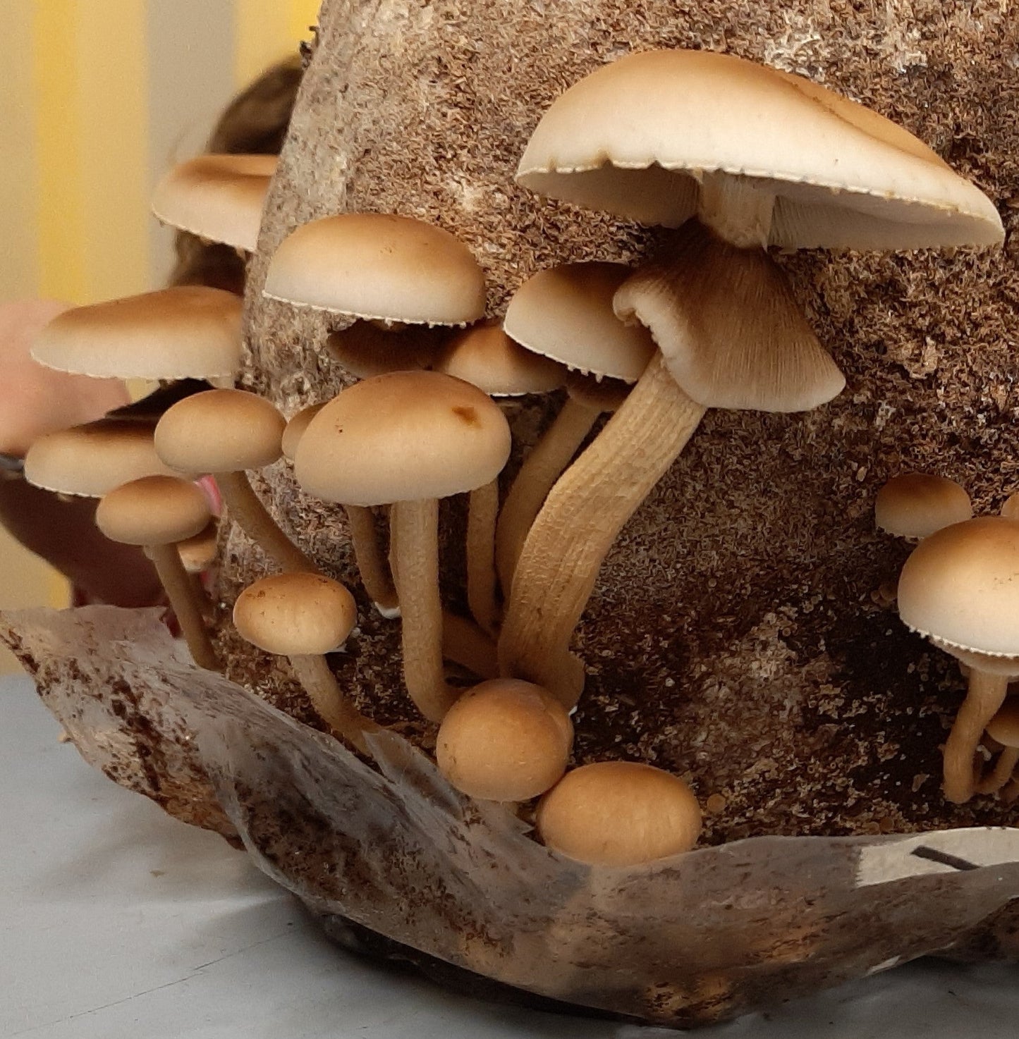 Advanced Mushroom Grow Kit - Tawaka - The Mushroom Smith