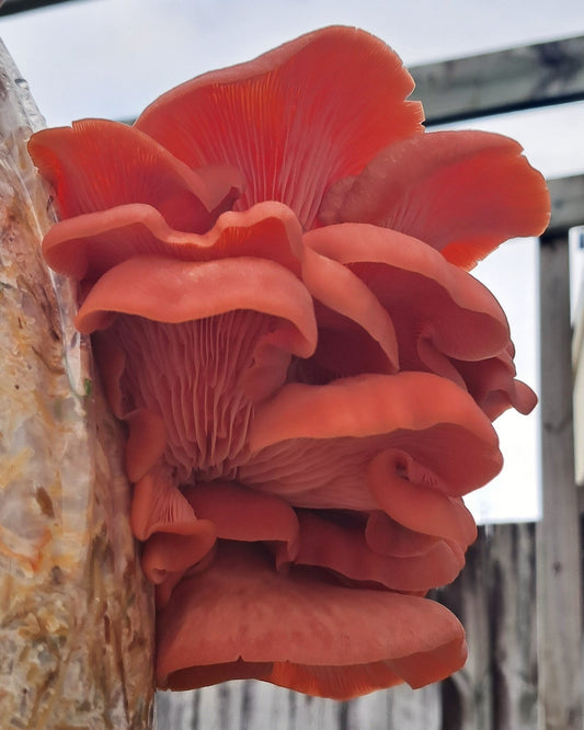 Grow & Season Starter Pack - The Mushroom Smith