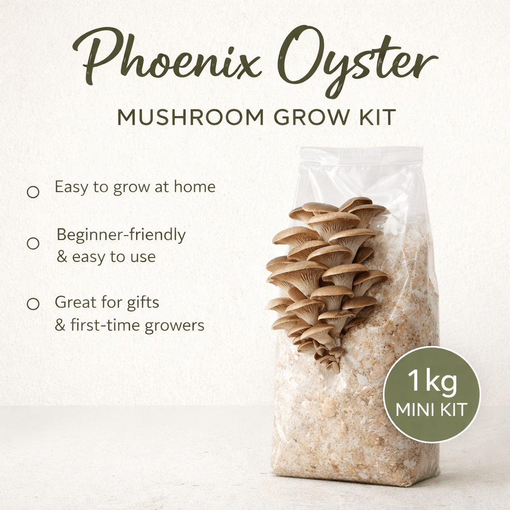 Phoenix Oyster Mini Grow Kit - The Mushroom Smith