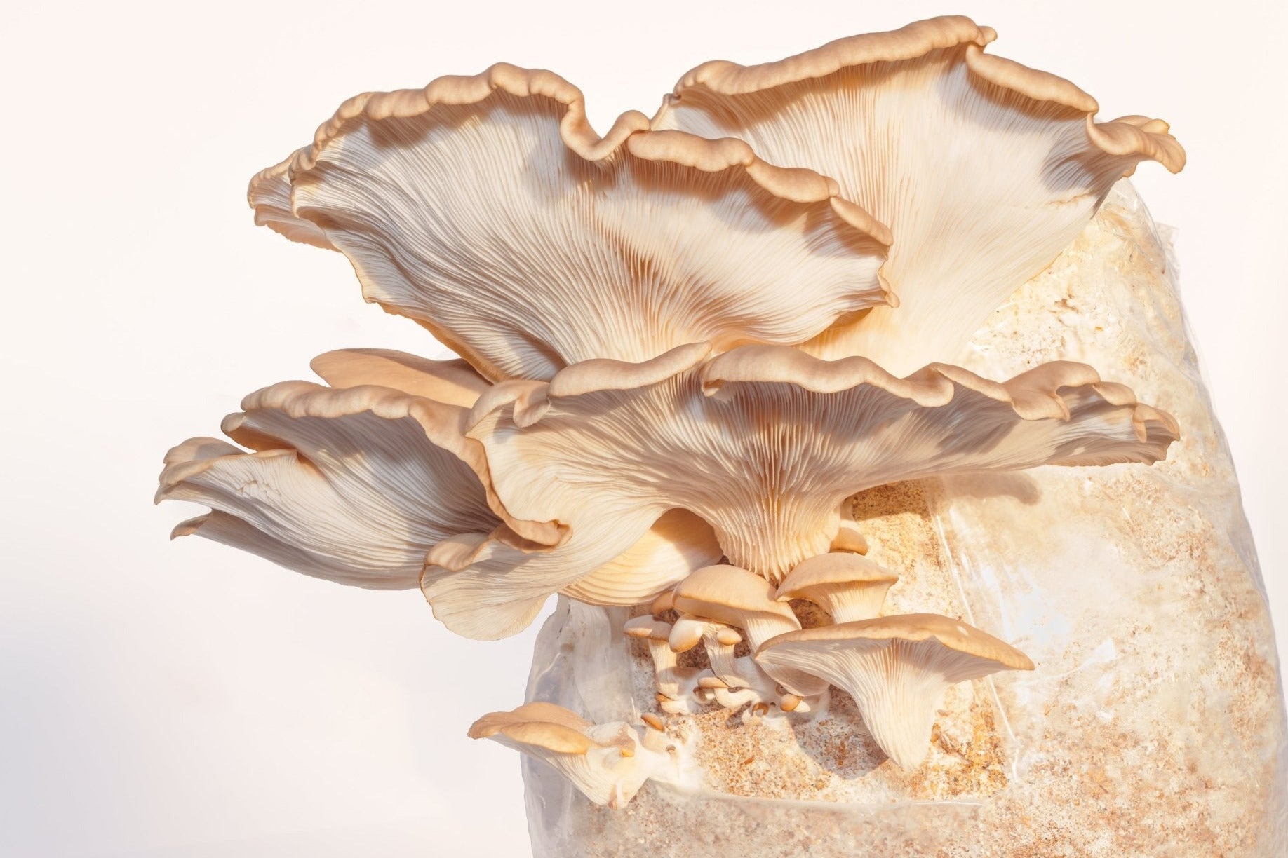 Ready to fruit Oyster Grow Kit - The Mushroom Smith