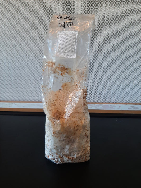 1 kg - Mushroom Spawn