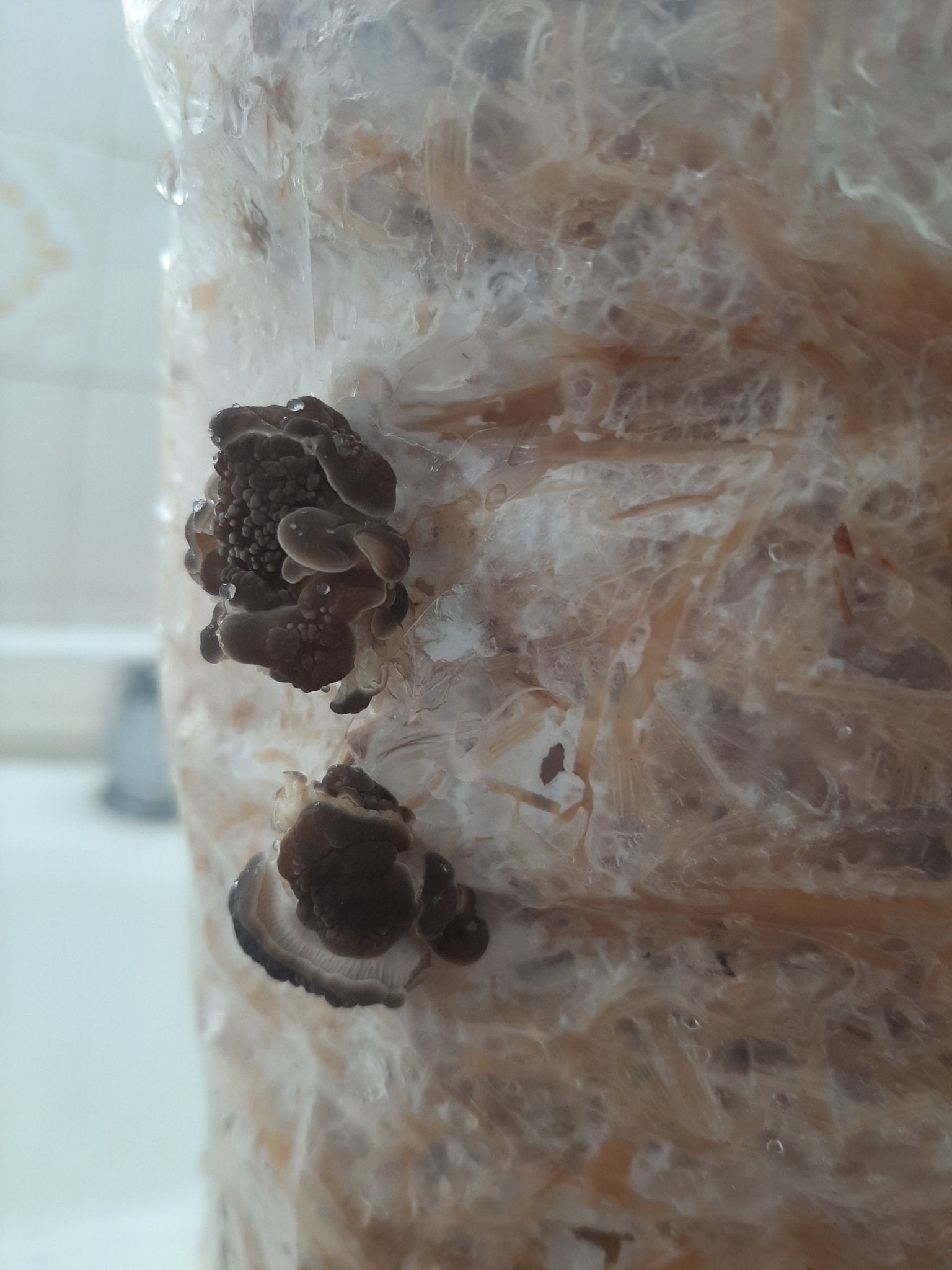 Baby Phoenix Oyster mushrooms 