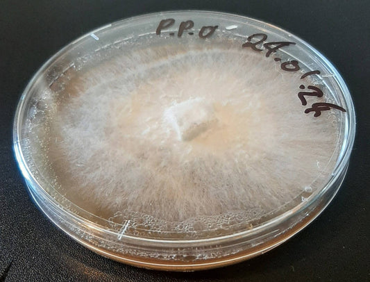 Mushroom Culture - Agar plate