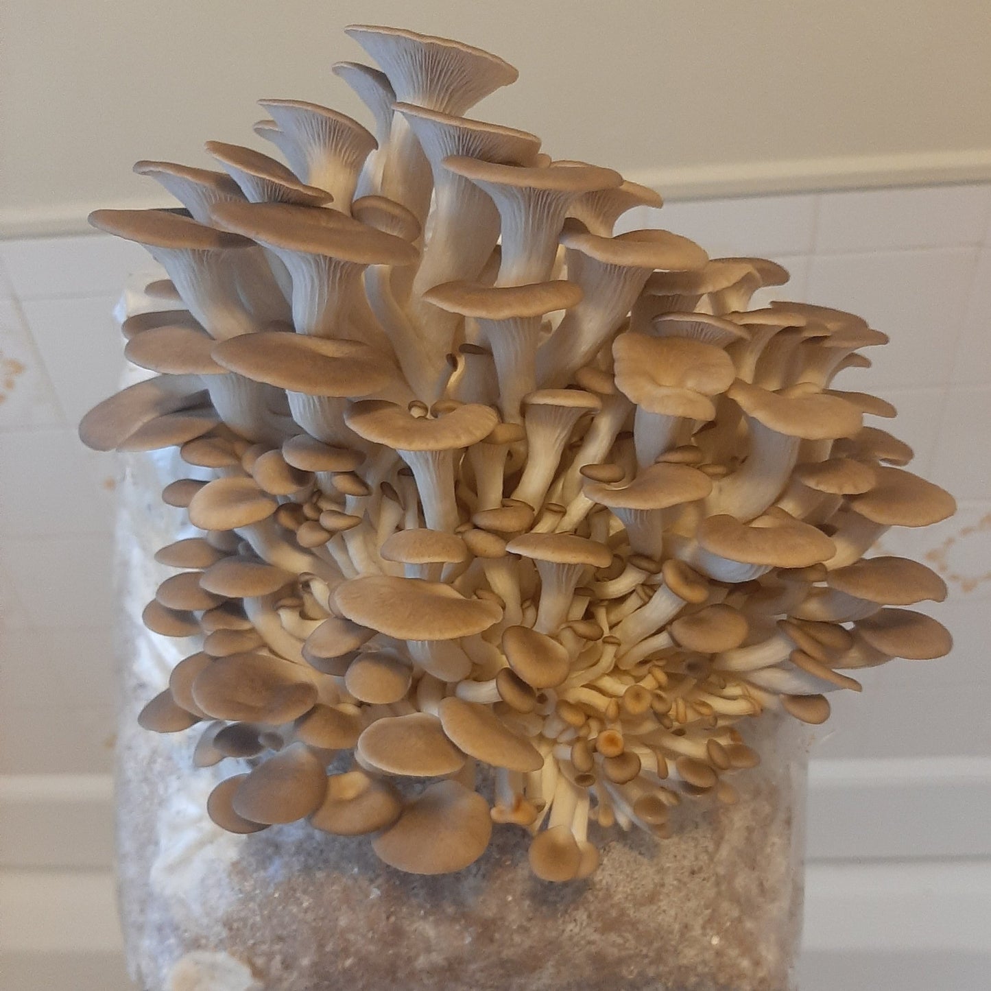 Easy Grow Kit - Oyster Mushrooms
